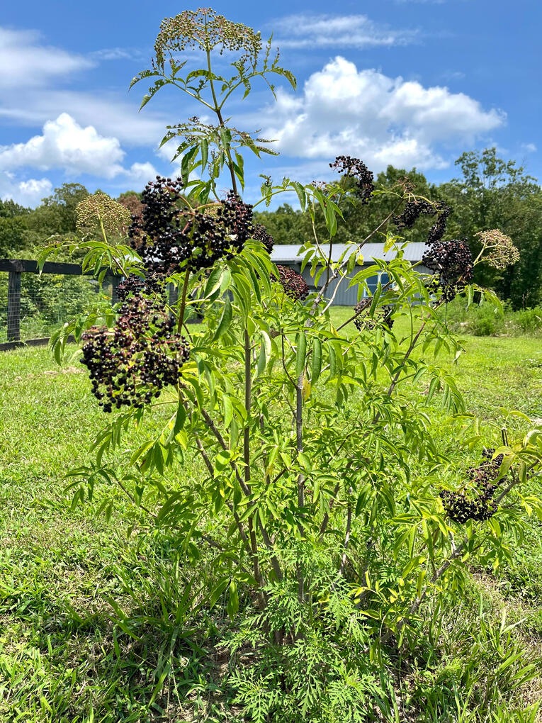 Organic Elderberry Organic Elderberry