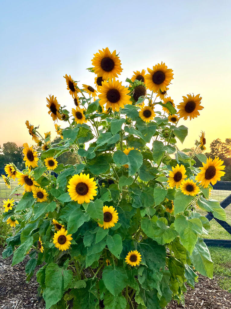 Sunflowers Sunflowers