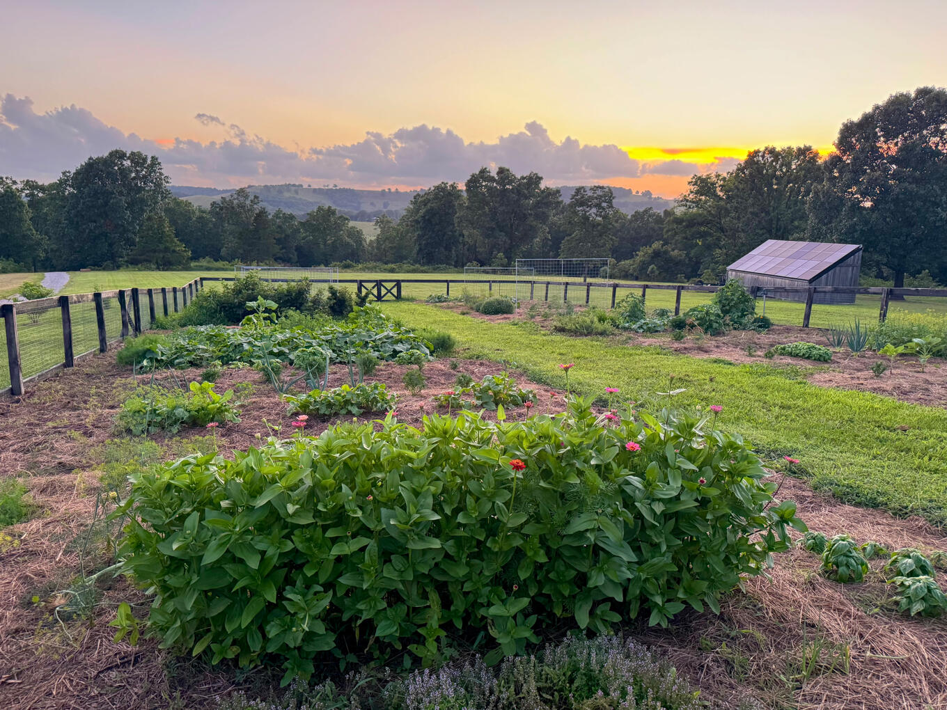 Garden Garden