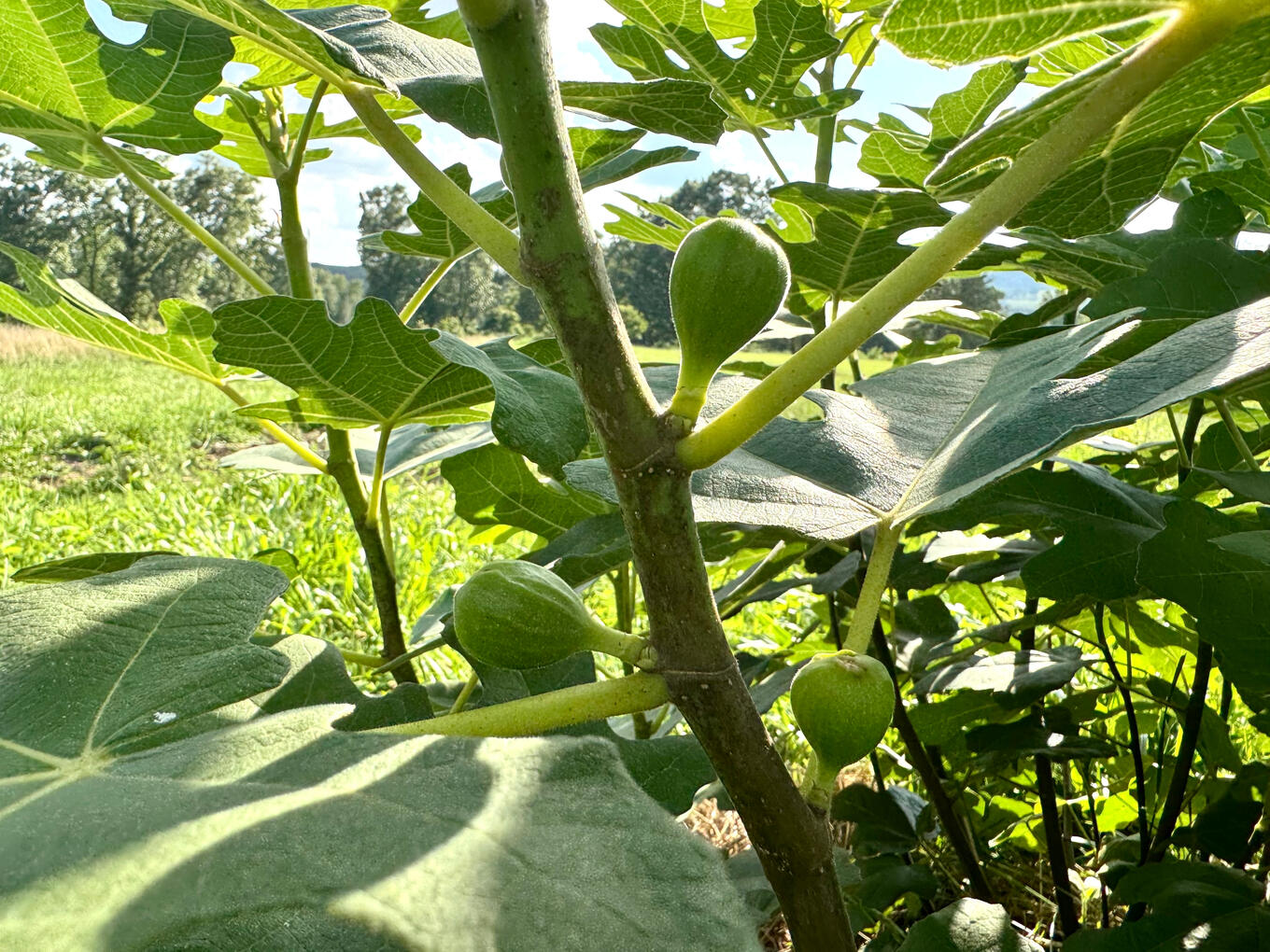 Organic Chicago Hardy Fig Organic Chicago Hardy Fig