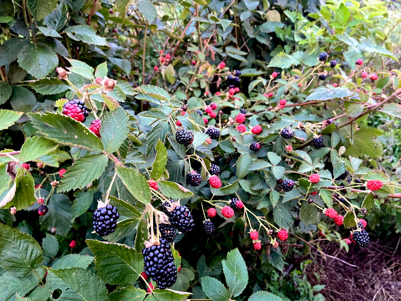 Organic Thornless Blackberries Organic Thornless Blackberries