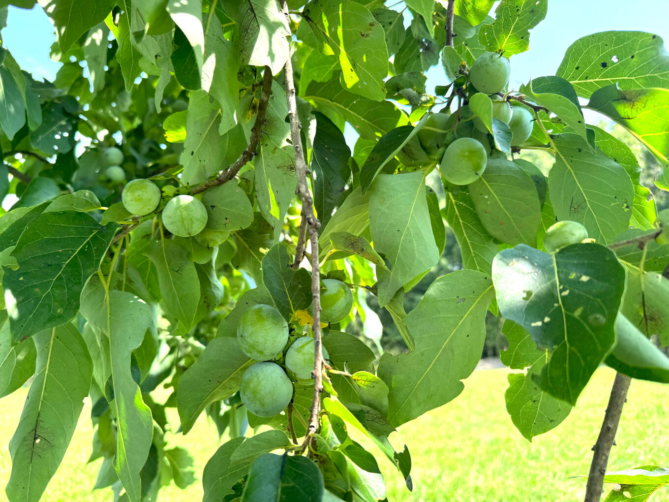 American Persimmon Tree American Persimmon Tree